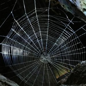 Das Zuhause der Spinnen um Aragog im verbotenen Wald