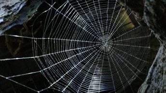 Das Zuhause der Spinnen um Aragog im verbotenen Wald