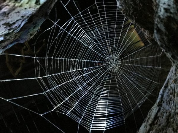 Das Zuhause der Spinnen um Aragog im verbotenen Wald